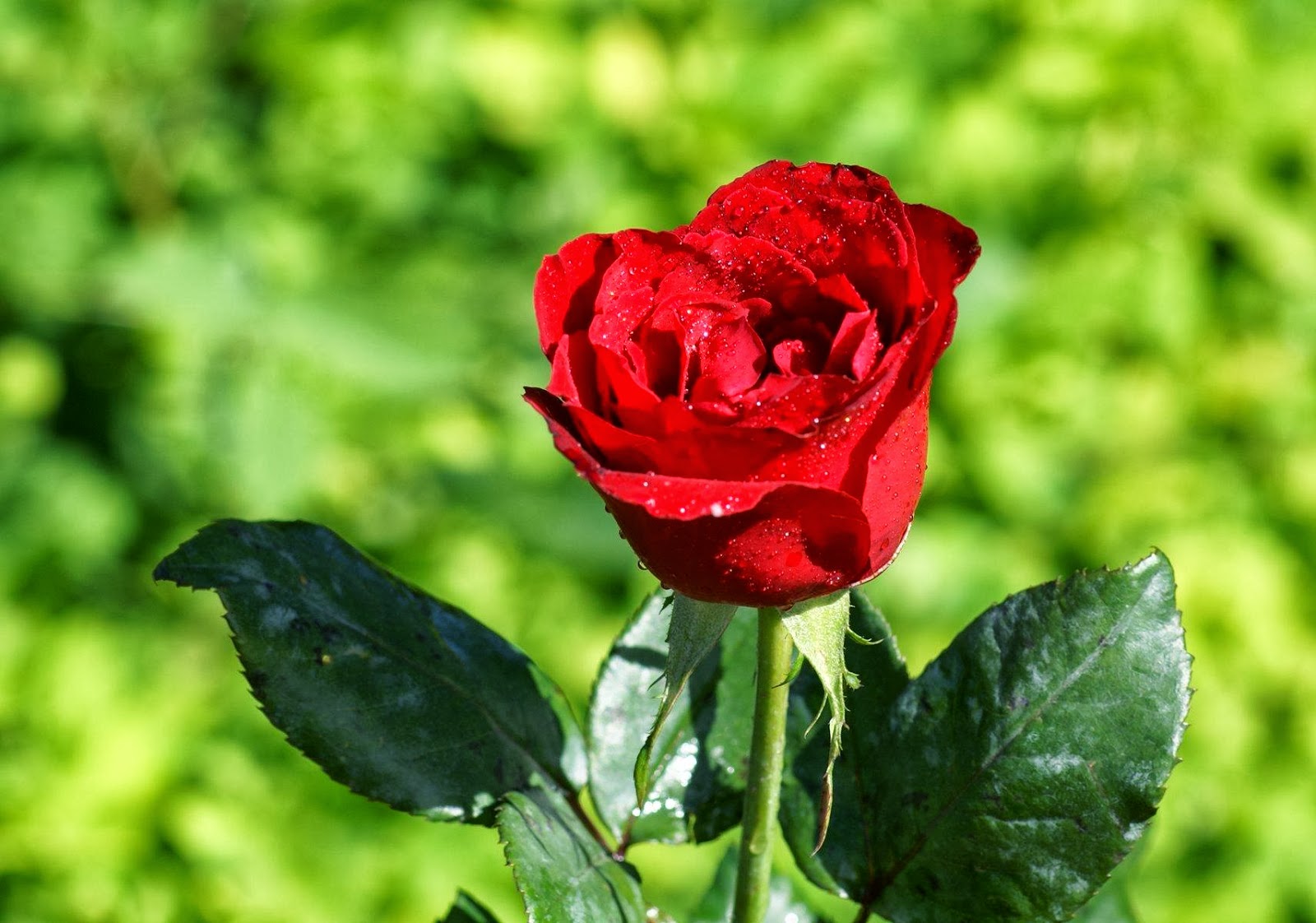 Beautiful Red Rose Image Download