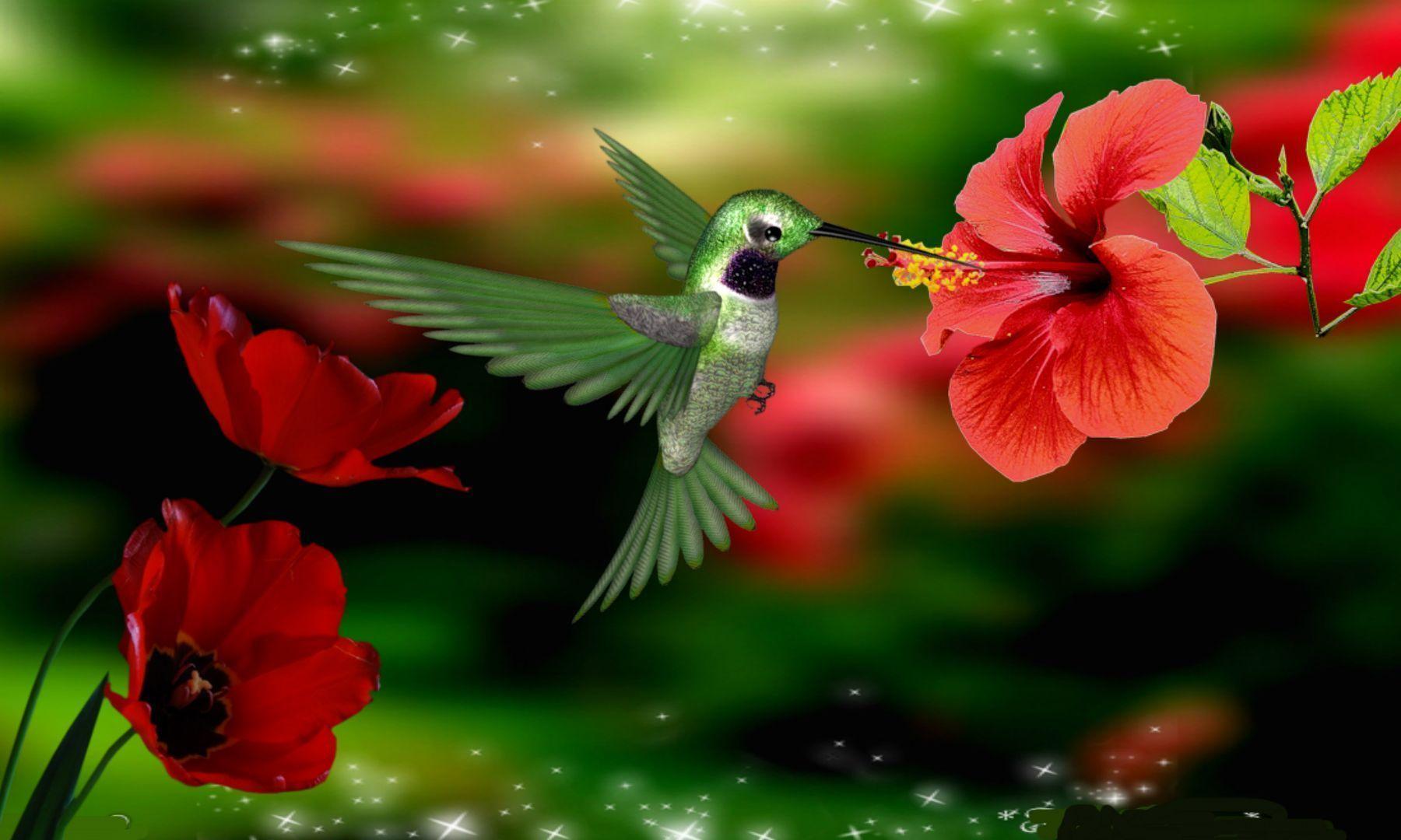 Hummingbird Wallpaper Background