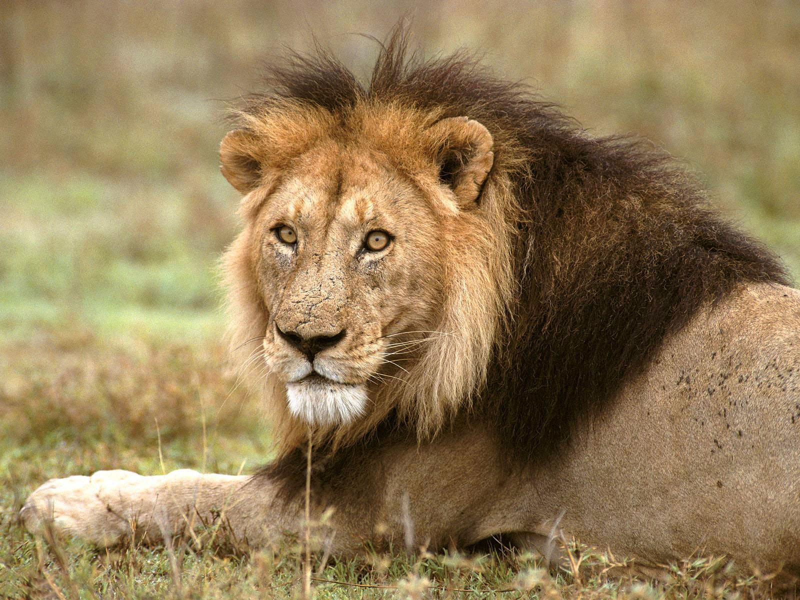 HD Lion Pictures Lions Wallpaper Animal