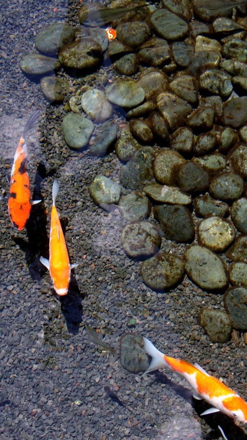 koi fish live wallpaper brings you lovely realistic pictures of fish