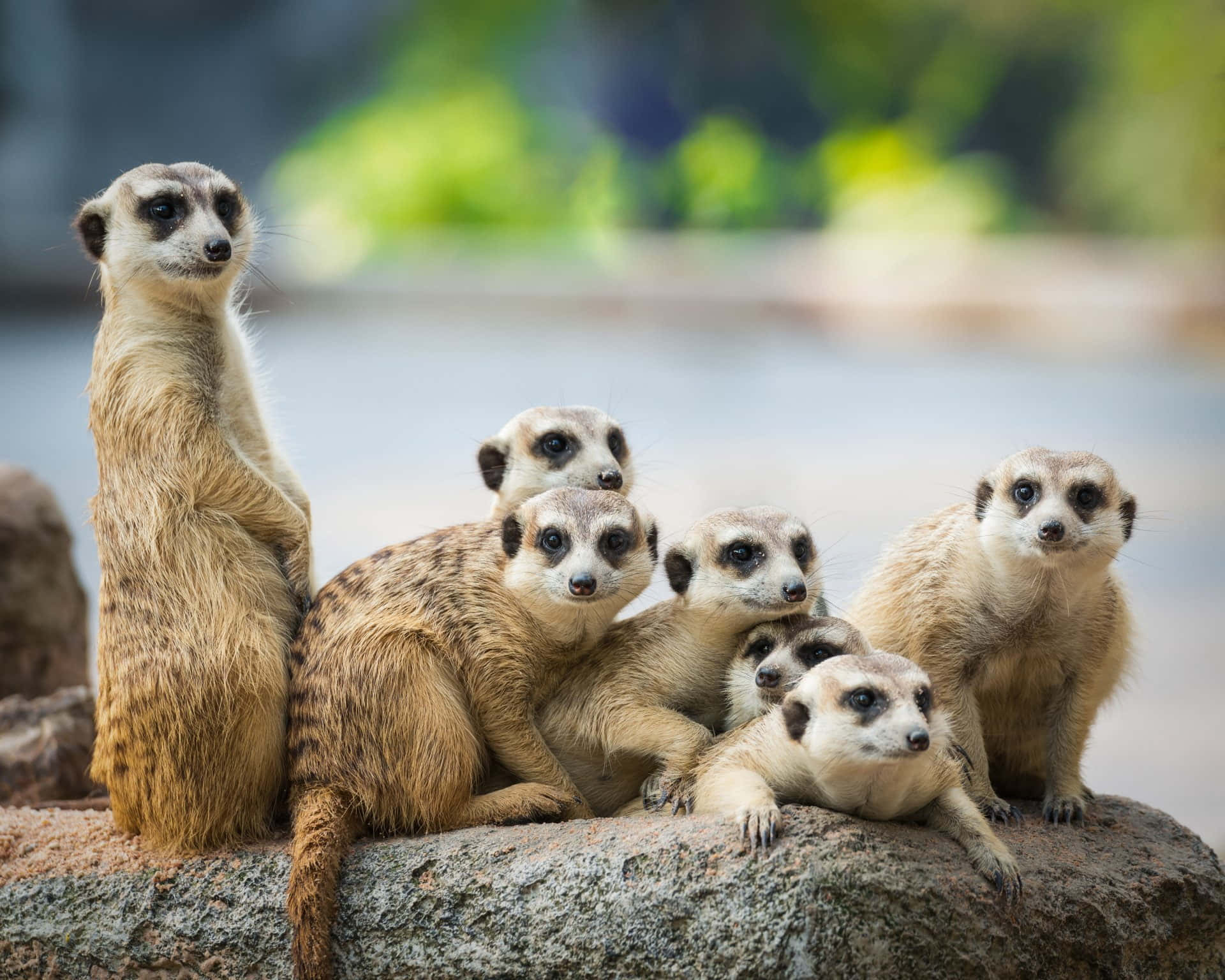 Aesthetic Animals Wallpaper