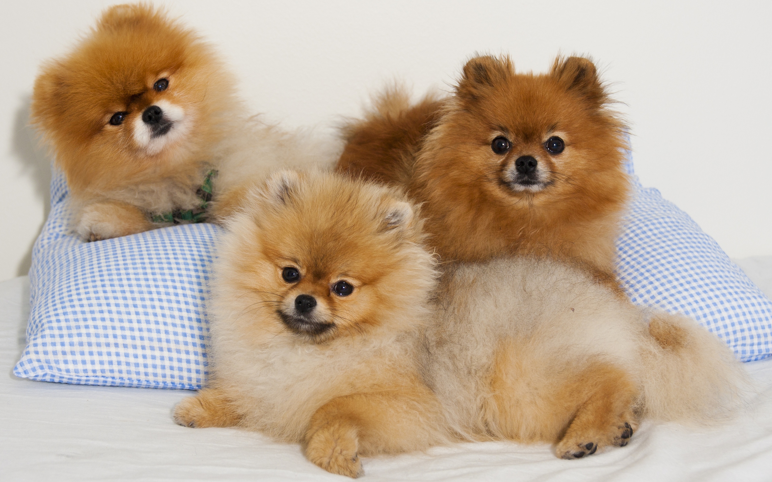 Spitz Wallpaper X Net