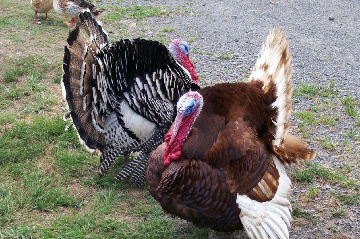 Wallpaper Background Pet Birds Turkey Thanksgiving