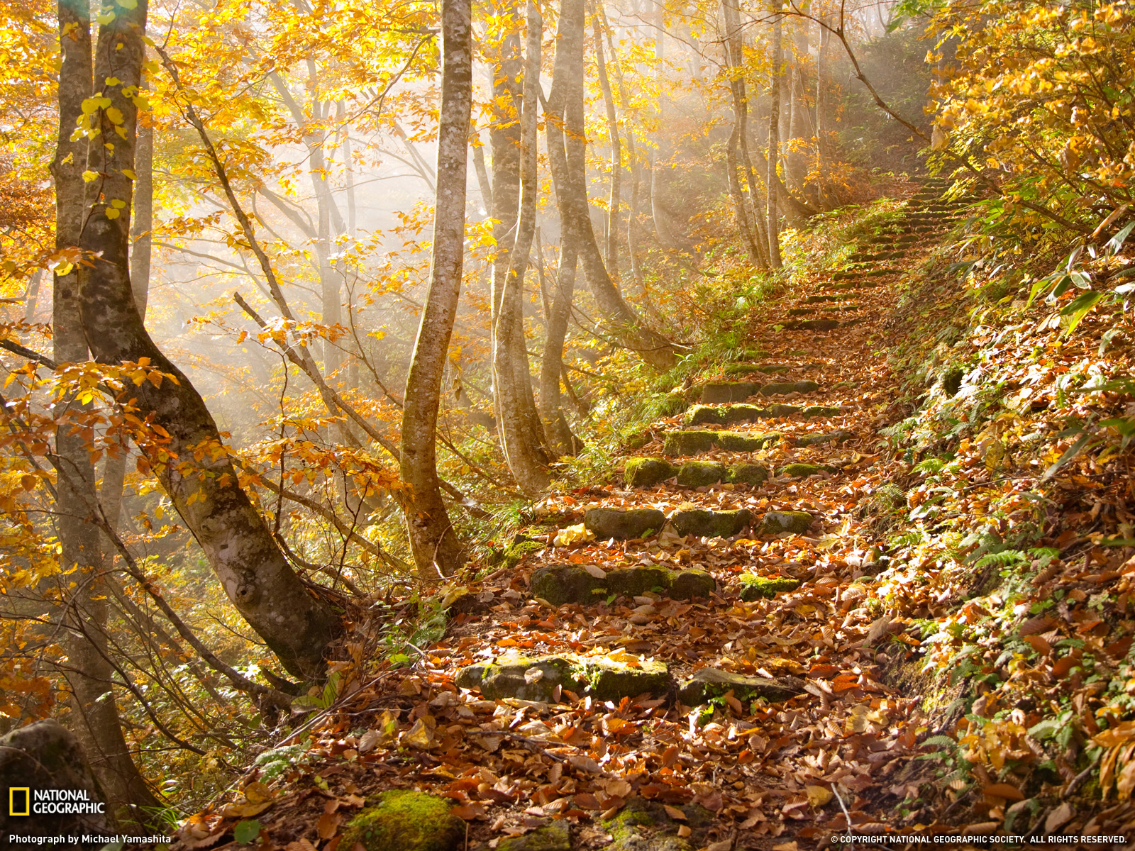 Autumn Leaves Photo Nature Wallpaper National Geographic Photo of