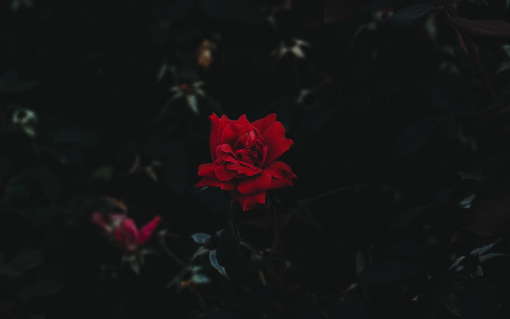 Wallpaper Rose Bud Flower Dark Background