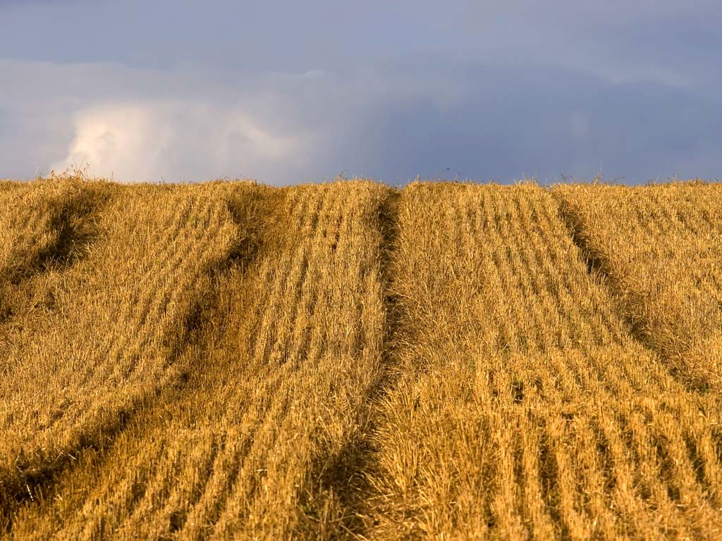 Desktop Wallpaper Of A Golden Wheat Field Just After Harvest With