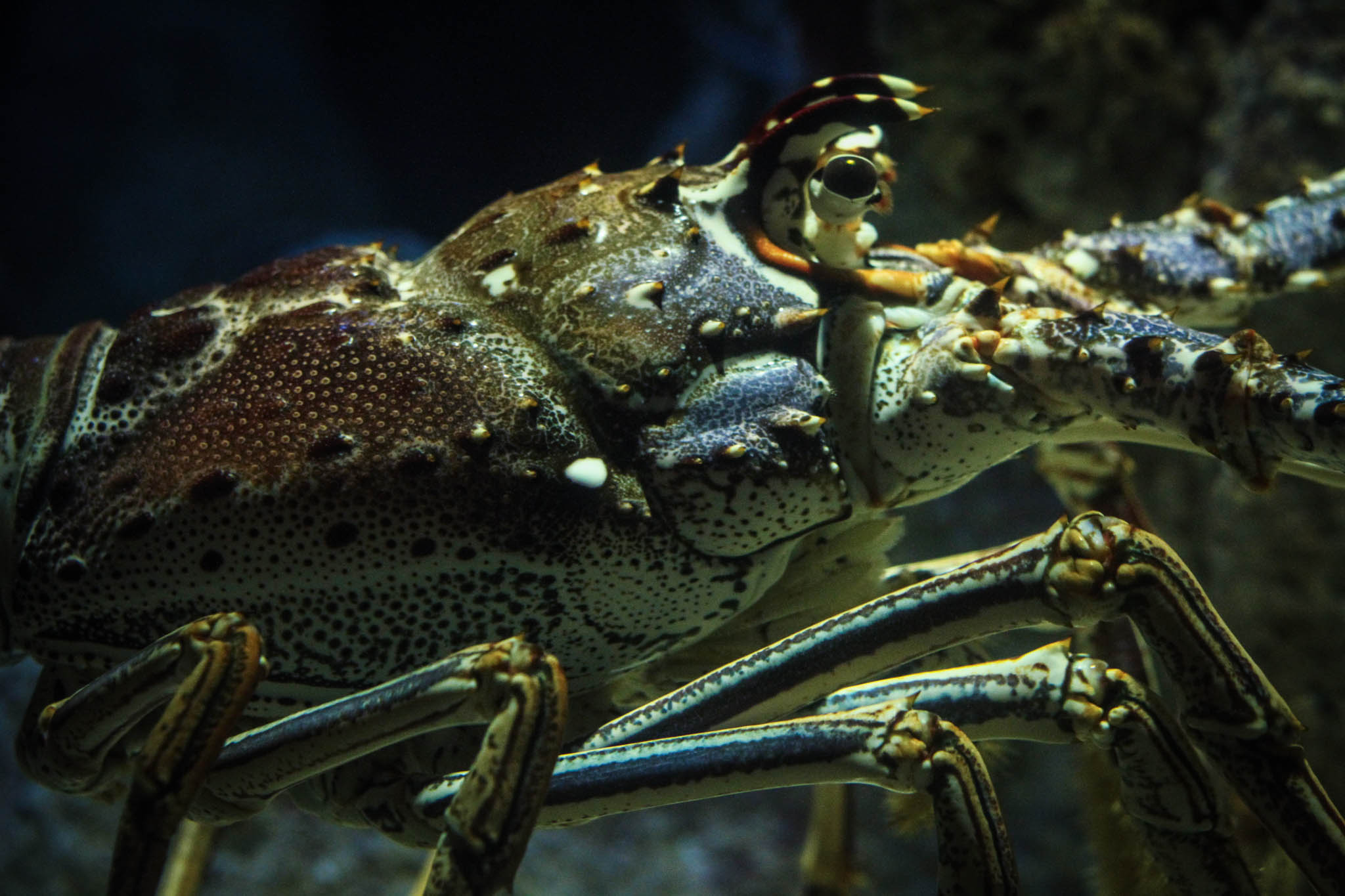 Spiny Lobster Interesting Facts And Photographs Wallpaper