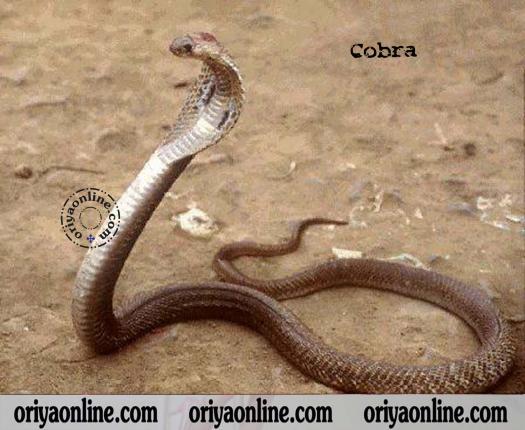 Snake Cobra Wallpaper