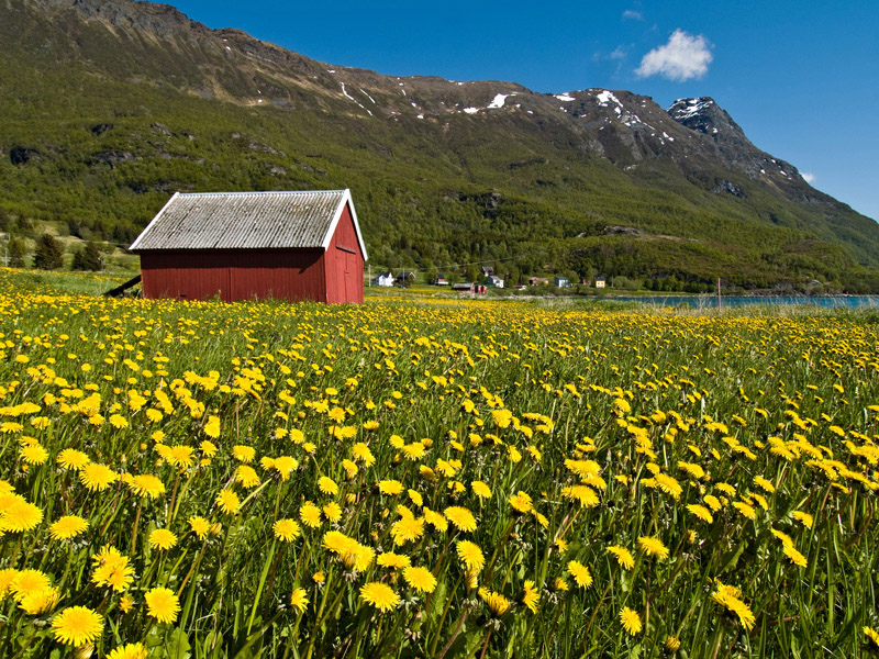 Picture Of Field Full Dandelion Flowers And A Red Boatshed In