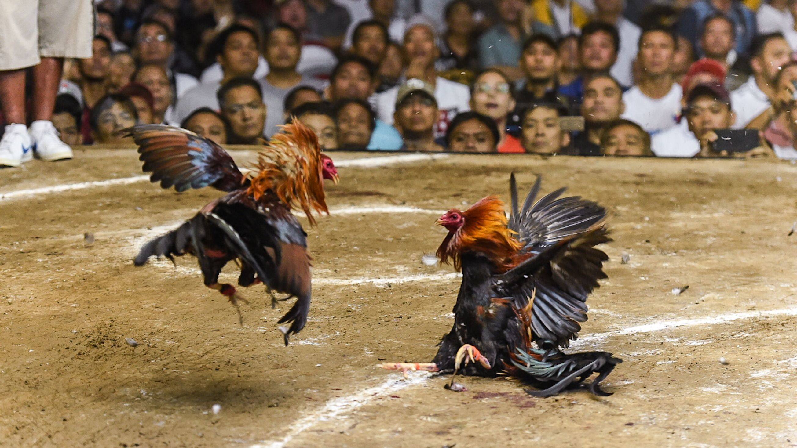 Cockfighting Thrives In Full Philippines Nikkei Asian Re