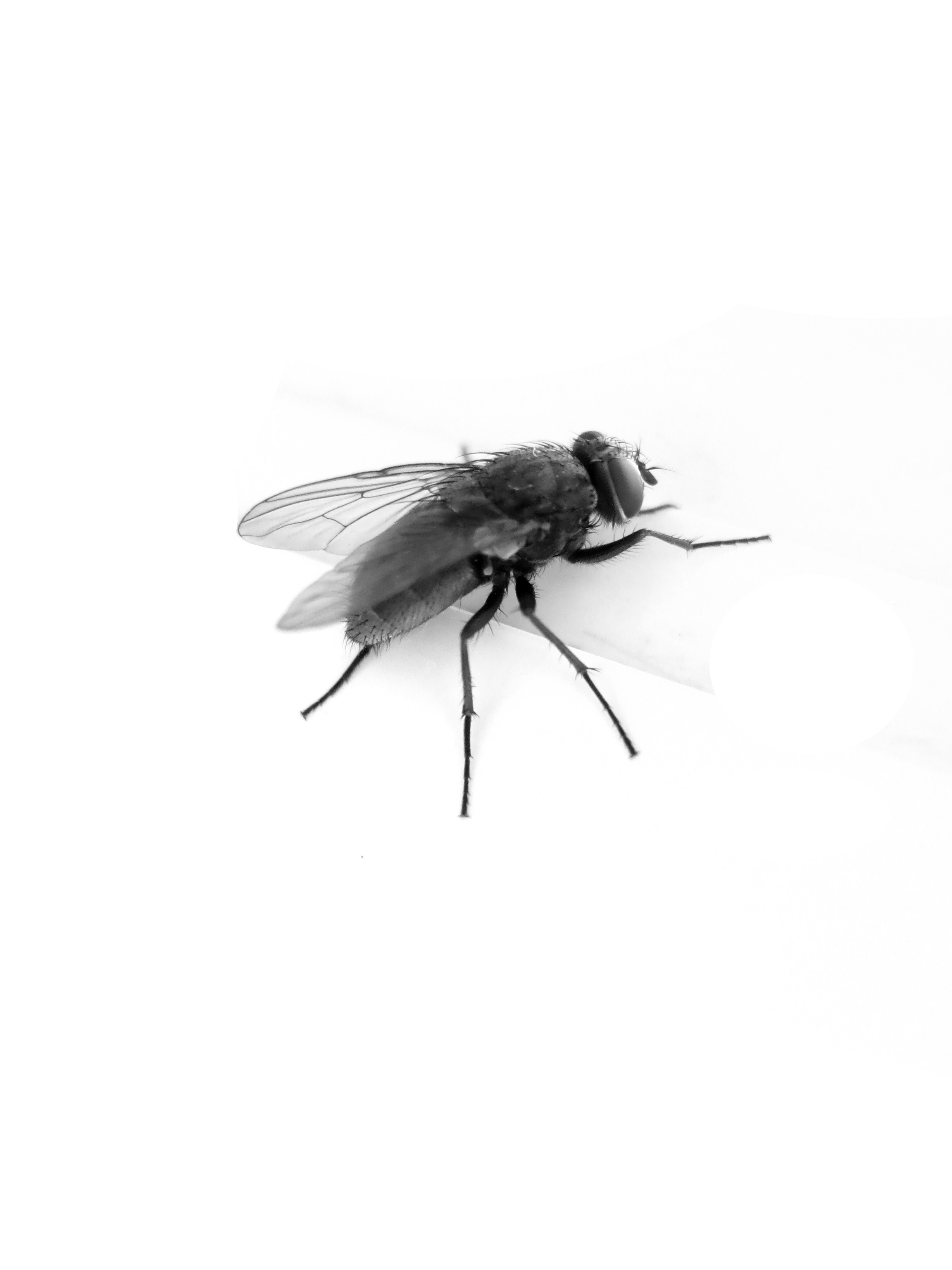 Fly Png Image