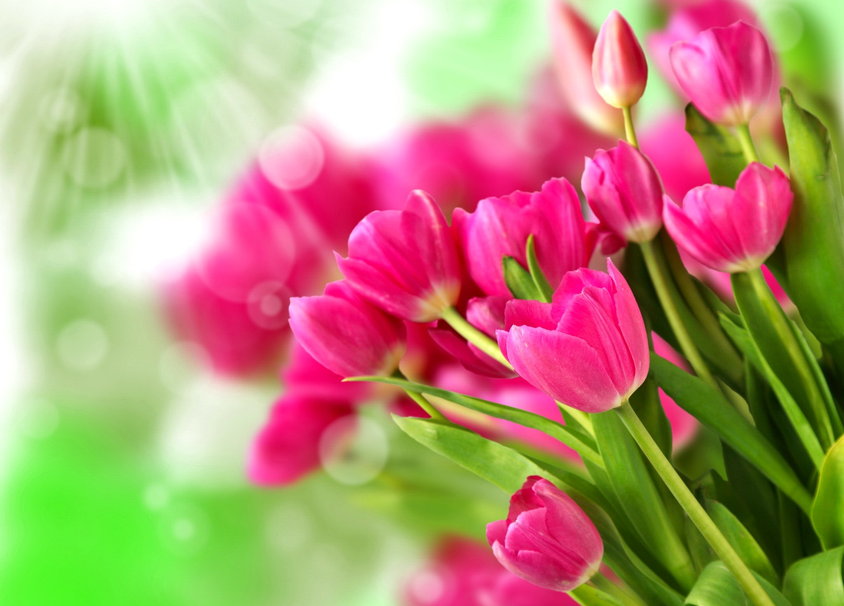 Pretty Pink Flower Wallpaper Tulips