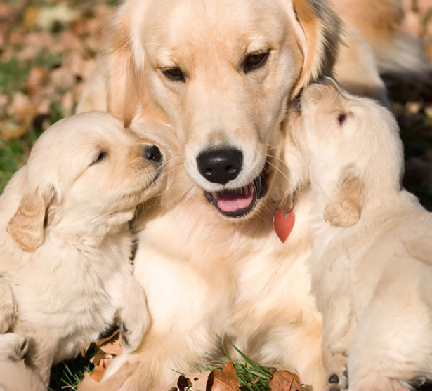 Free download Golden Retriever Puppies Pictures Cute and Adorable ...