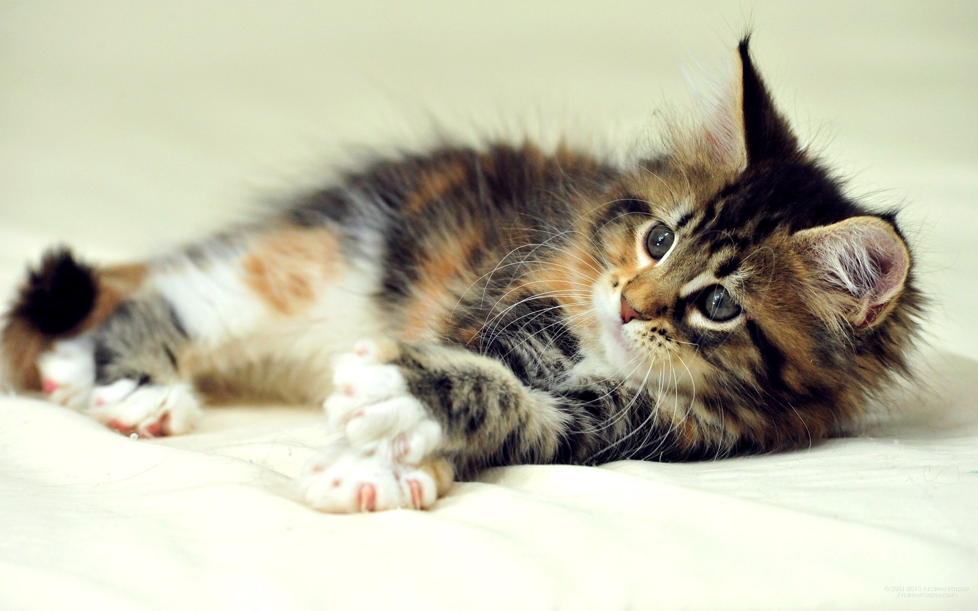 Maine Coon Cats Wallpapers