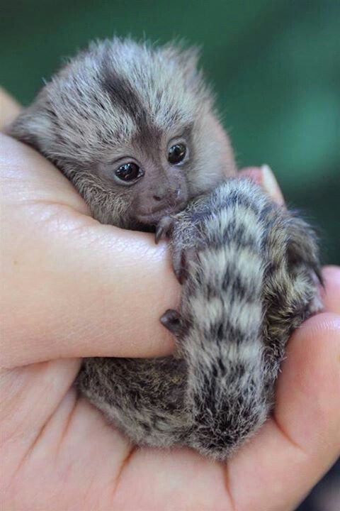 Finger Monkey They Are Sooo Cute Animal Pictures Baby
