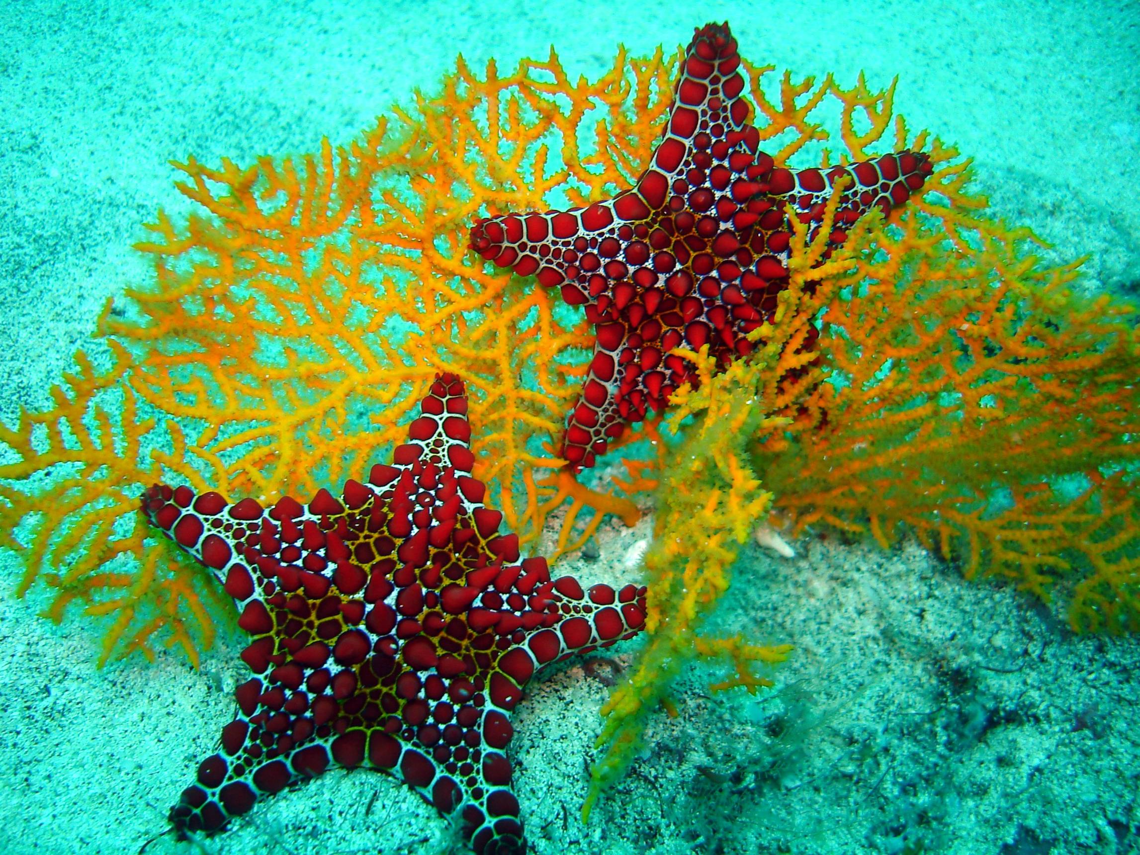 Red Sea Star And Yellow Coral This Starfish In