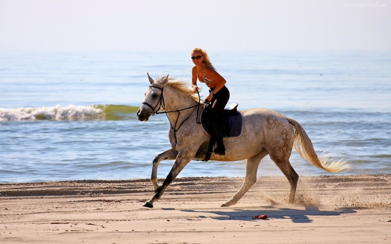 Women Beach Animals Horses HD Desktop Wallpaper