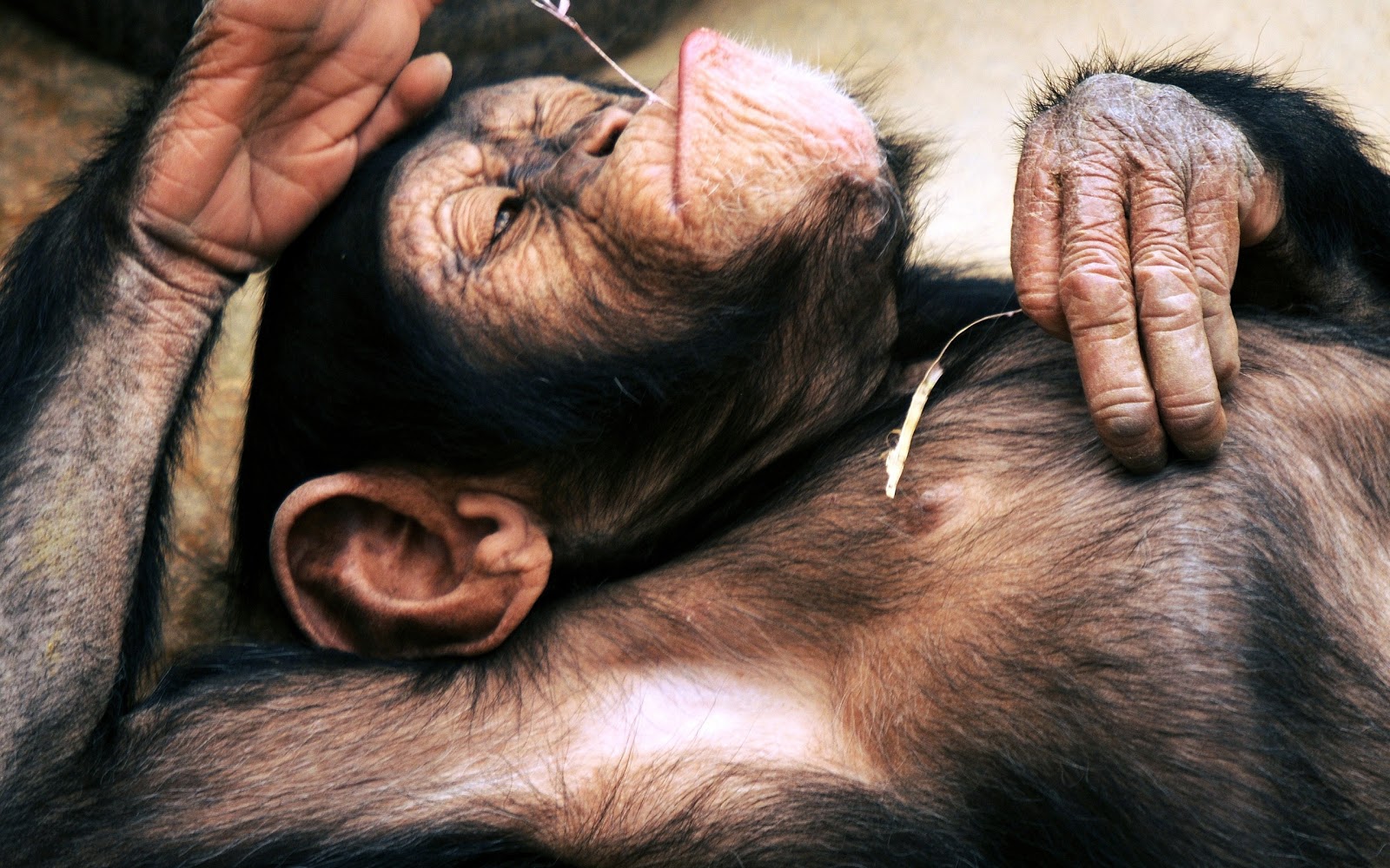 Chimp Kicking Back And Relaxing Dont Forget Chimpanzees Are Apes Not