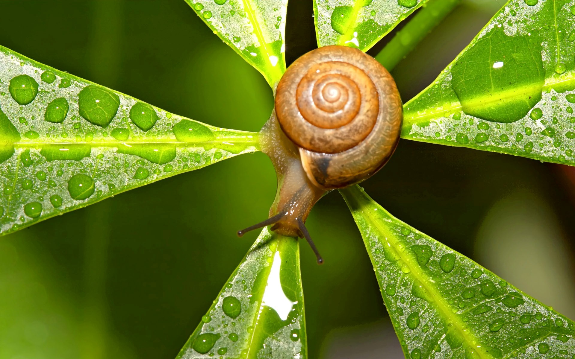 Snail Insect Wallpaper HD