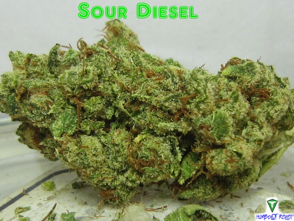 Sour Diesel Foto Artis Candydoll