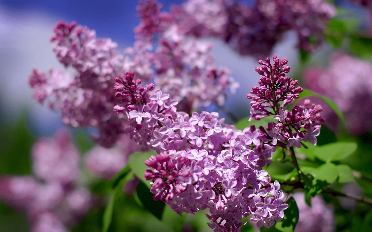  WallpapersWith light fragrance of lilacs HD photography wallpaper 16