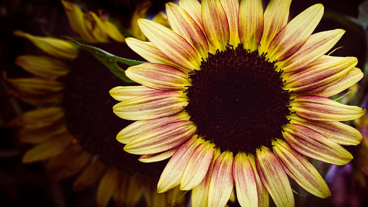 Dark Sunflower Wallpaper