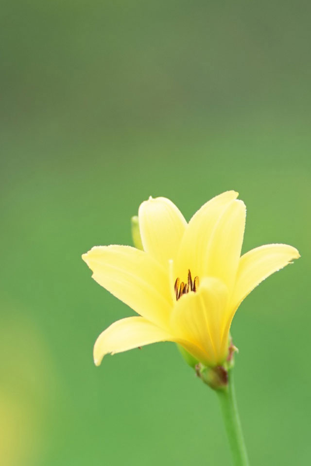 Yellow Flower iPhone Wallpaper Photos Of Background For With