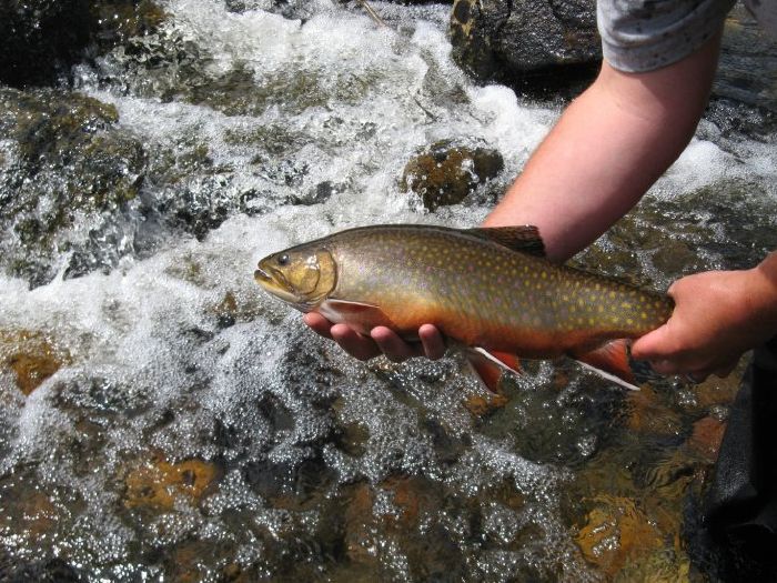 Trophy Brook Trout Pictures