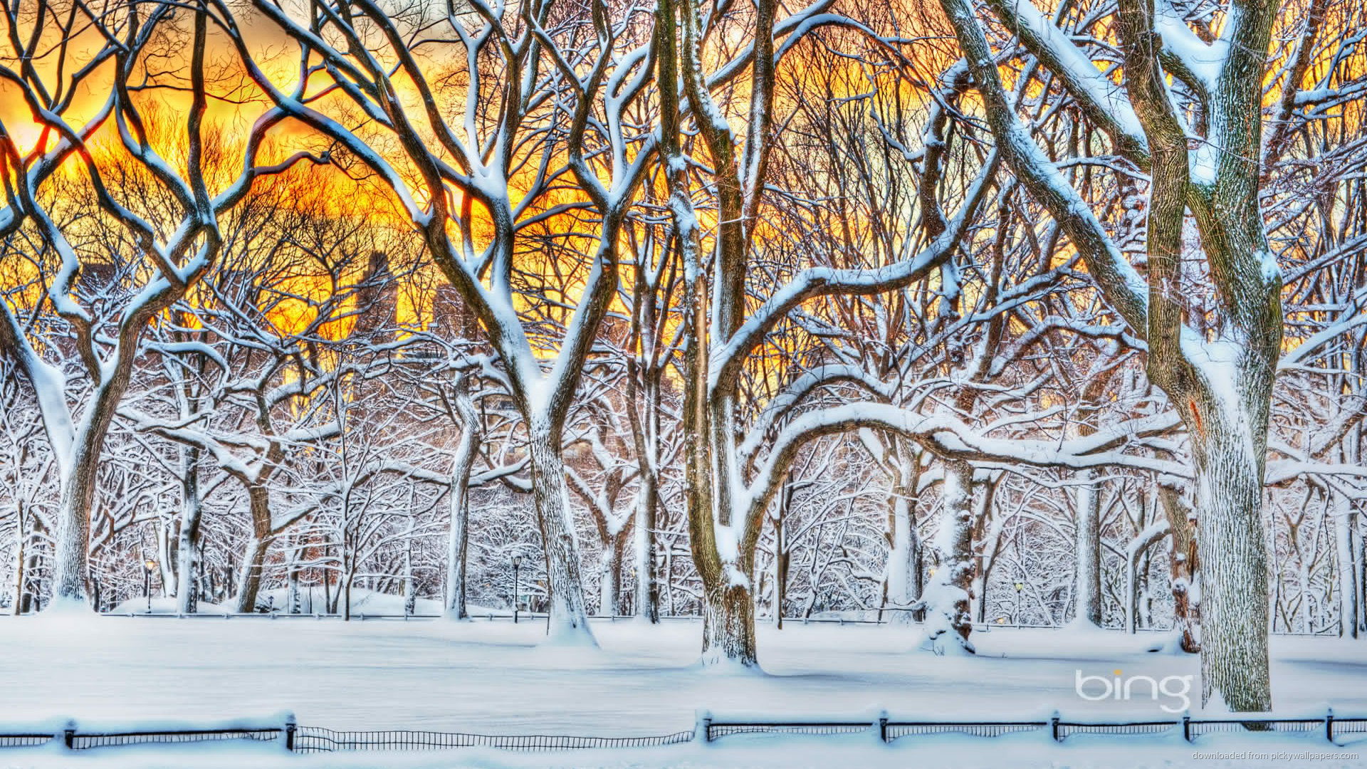 Bing HDr Winter Trees Wallpaper