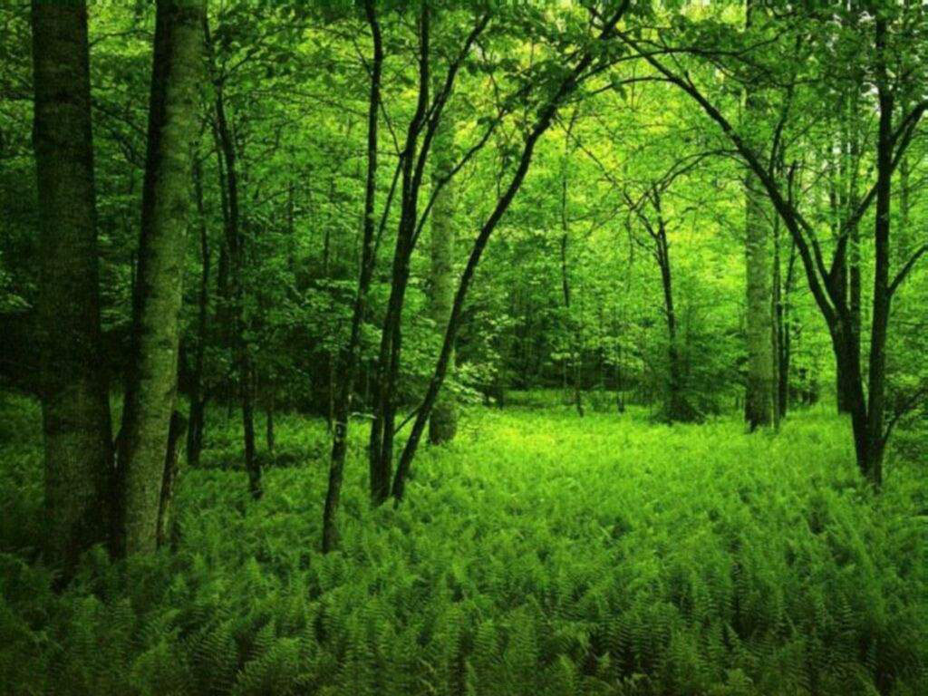 Green Forest Wall Mural Nature Wallpaper for Rooms  lifencolors