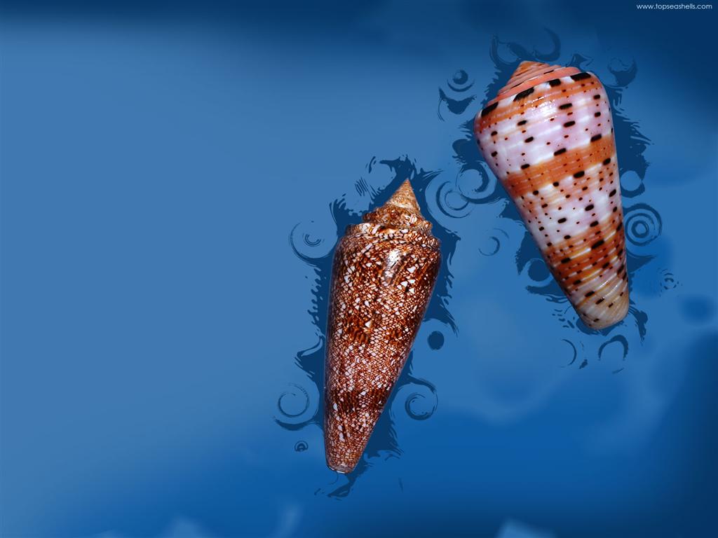 Sea Shells Wallpaper In Desktop Background Car