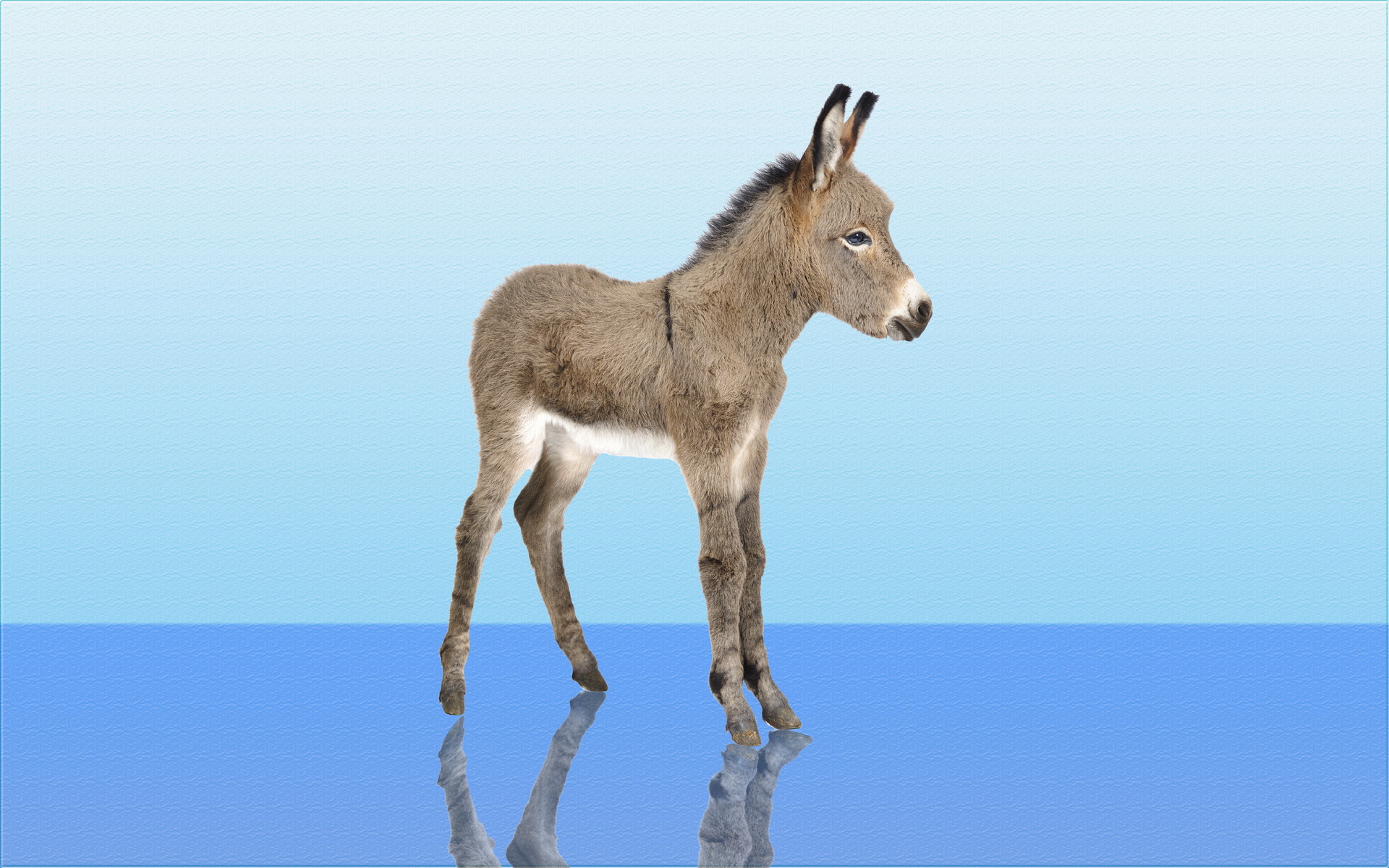 Donkey Puter Wallpaper Desktop Background Id