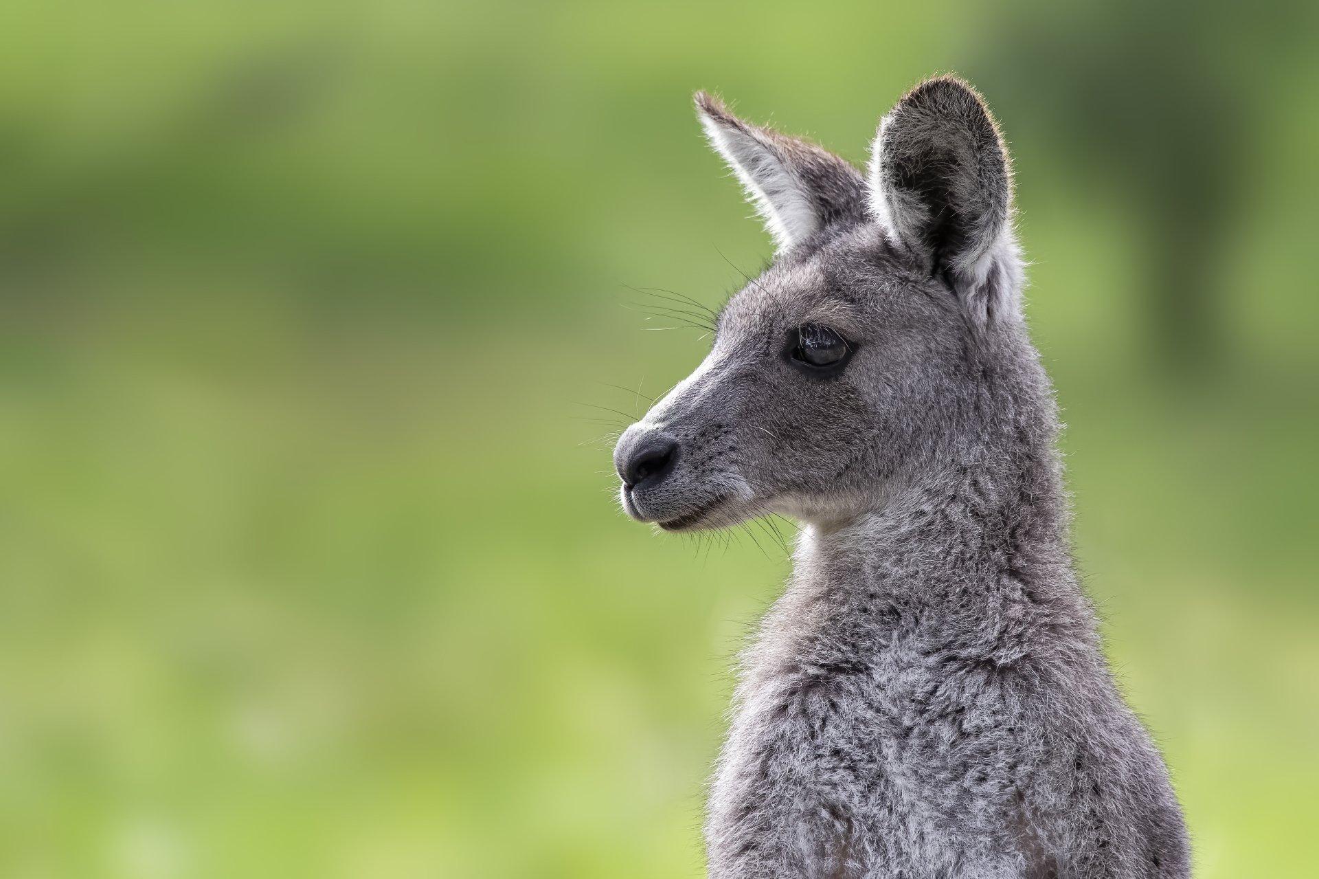 Eastern Grey Kangaroo HD Wallpapers and Backgrounds