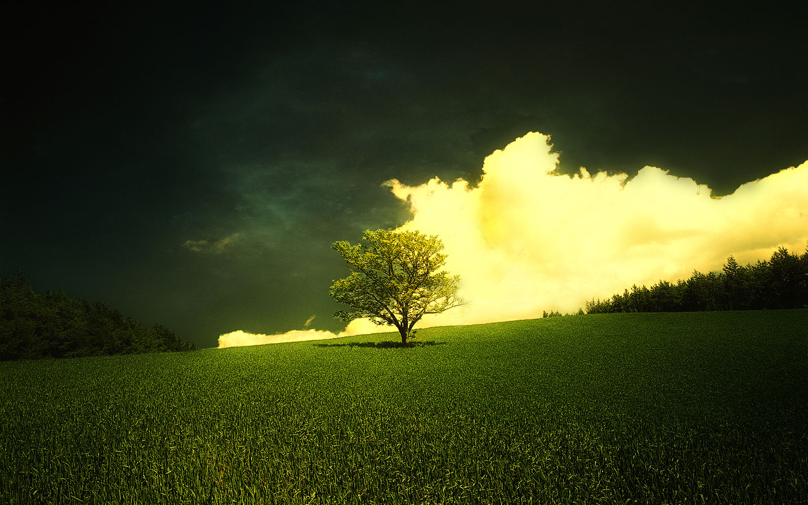 Green Tree Stormy Weather Clouds Tablet Phone Wallpaper Background