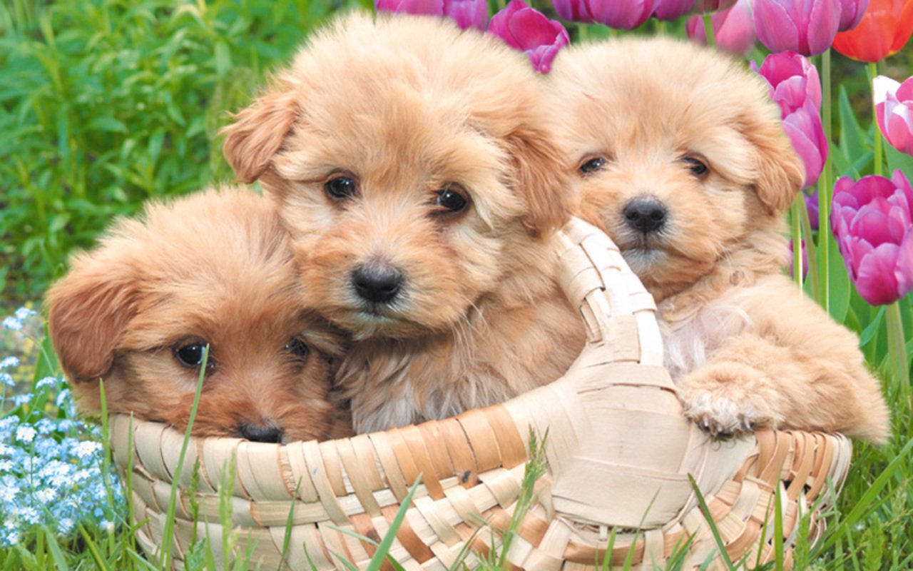 Puppies images Little Sweethearts wallpaper photos 22410132 1280x800