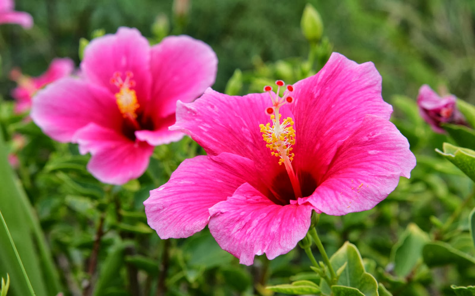 Tag Pink Hibiscus Flower Wallpapers Backgrounds Photos Images and