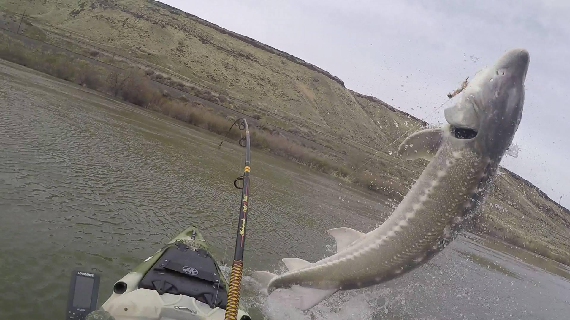 Idaho Angler Catches Massive Foot Sturgeon From His Kayak The