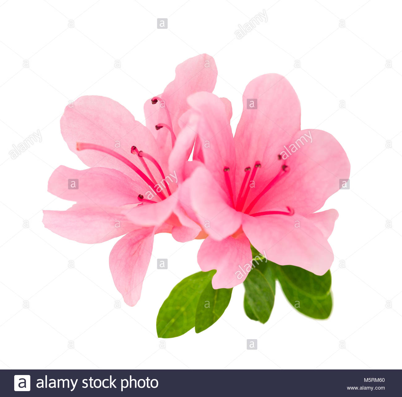 Azalea Flower Stock Photos Image