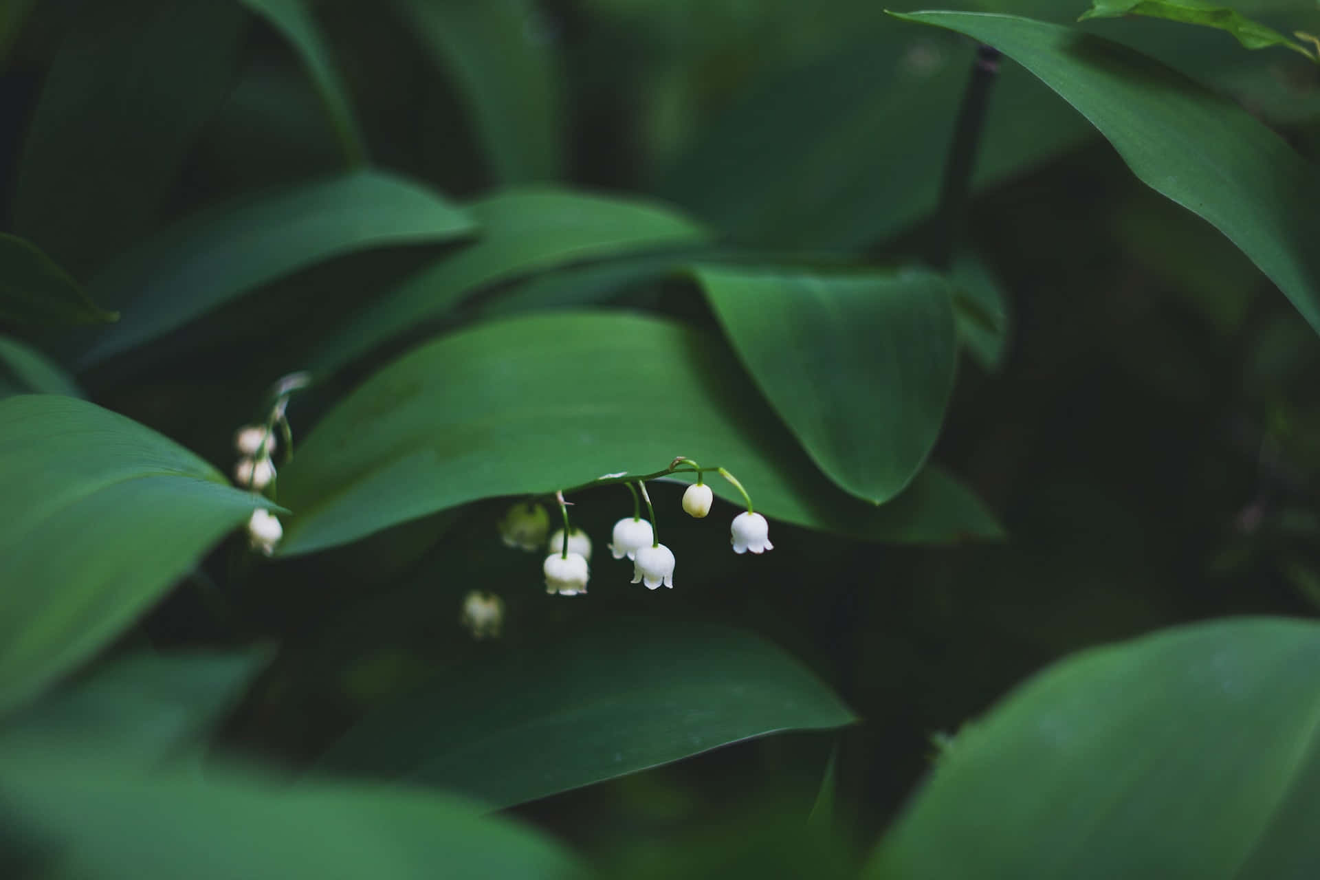 Peaceful Relaxing Wallpaper