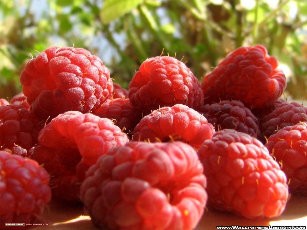 Raspberries Wallpaper Fruit