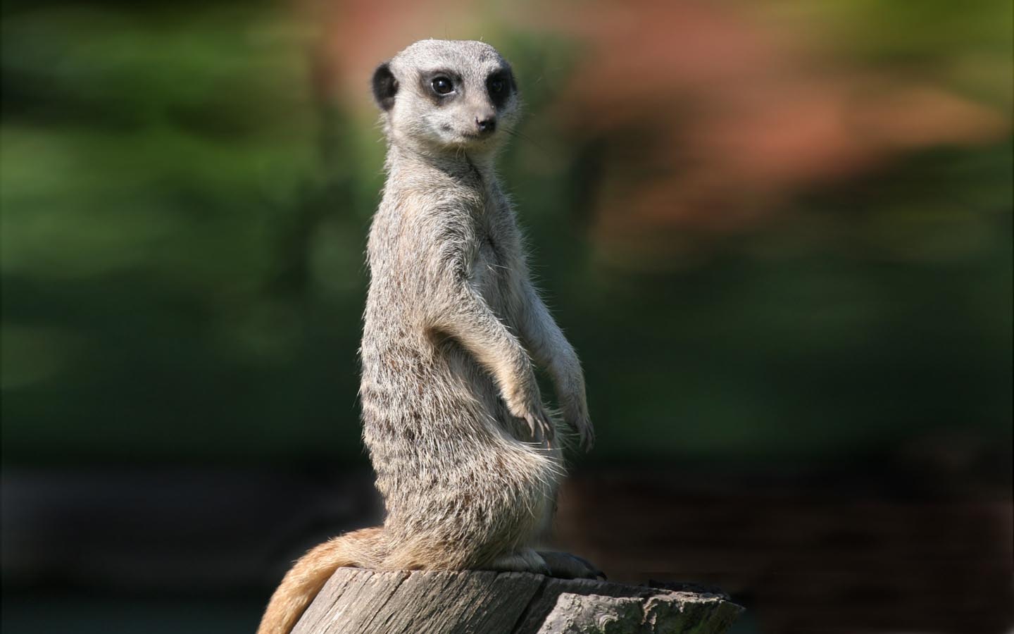 Meerkats Wallpaper Pets Cute And Docile