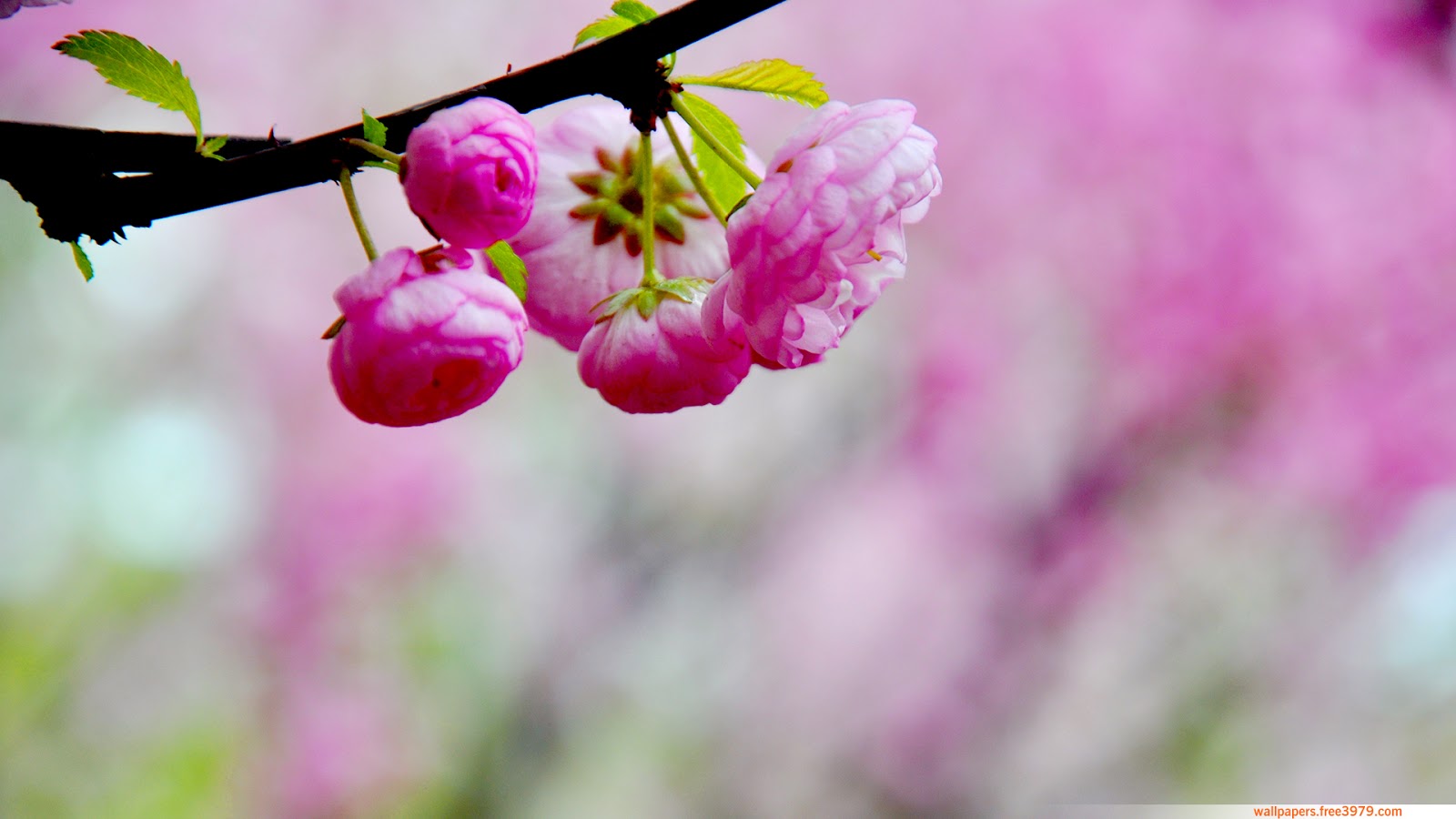 Pink Peach Blossom free wallpaper download Wallpapers Wallpaper Free
