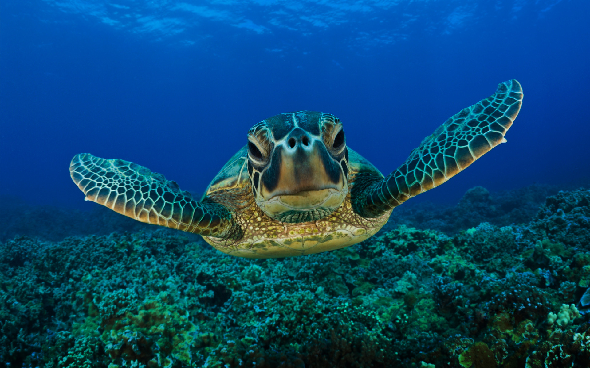 Underwater Turtle HD Wallpaper Res