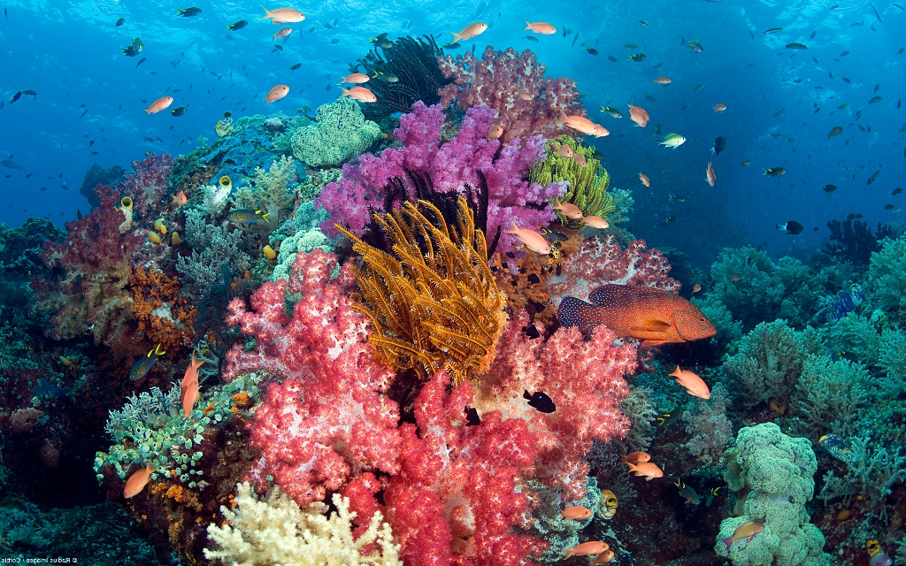 Colorful Coral Reef Background