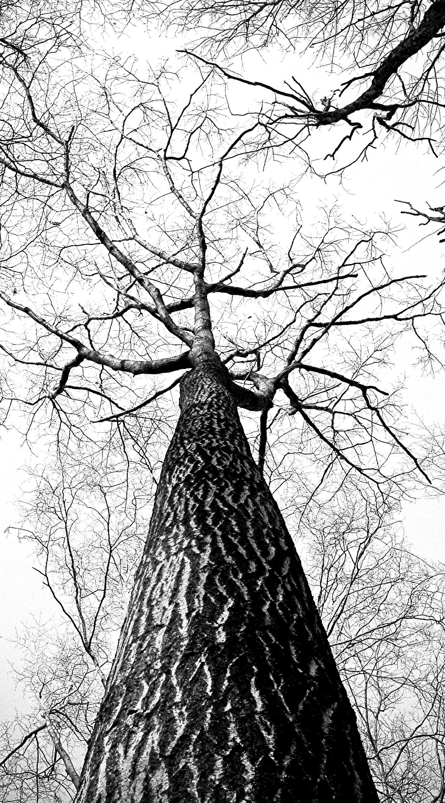 Black And White iPhone Background Wallpaper