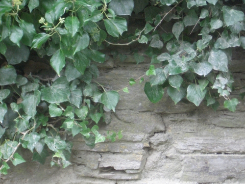 Stone Wall With Ivy Image Pixels