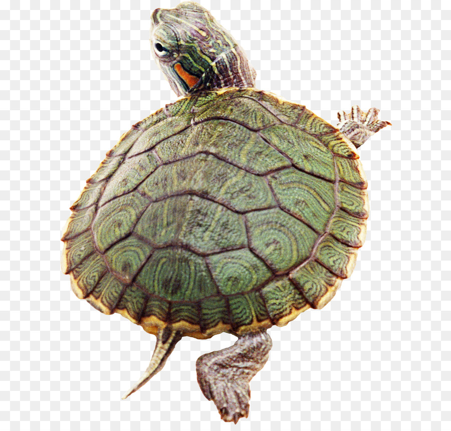 Turtle Reptile Desktop Wallpaper Png
