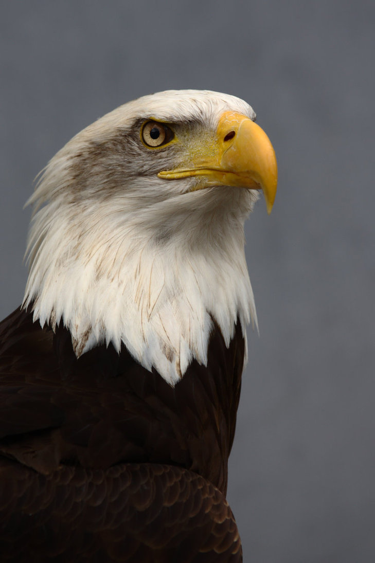 Bald Eagle VI by JvBeeck on
