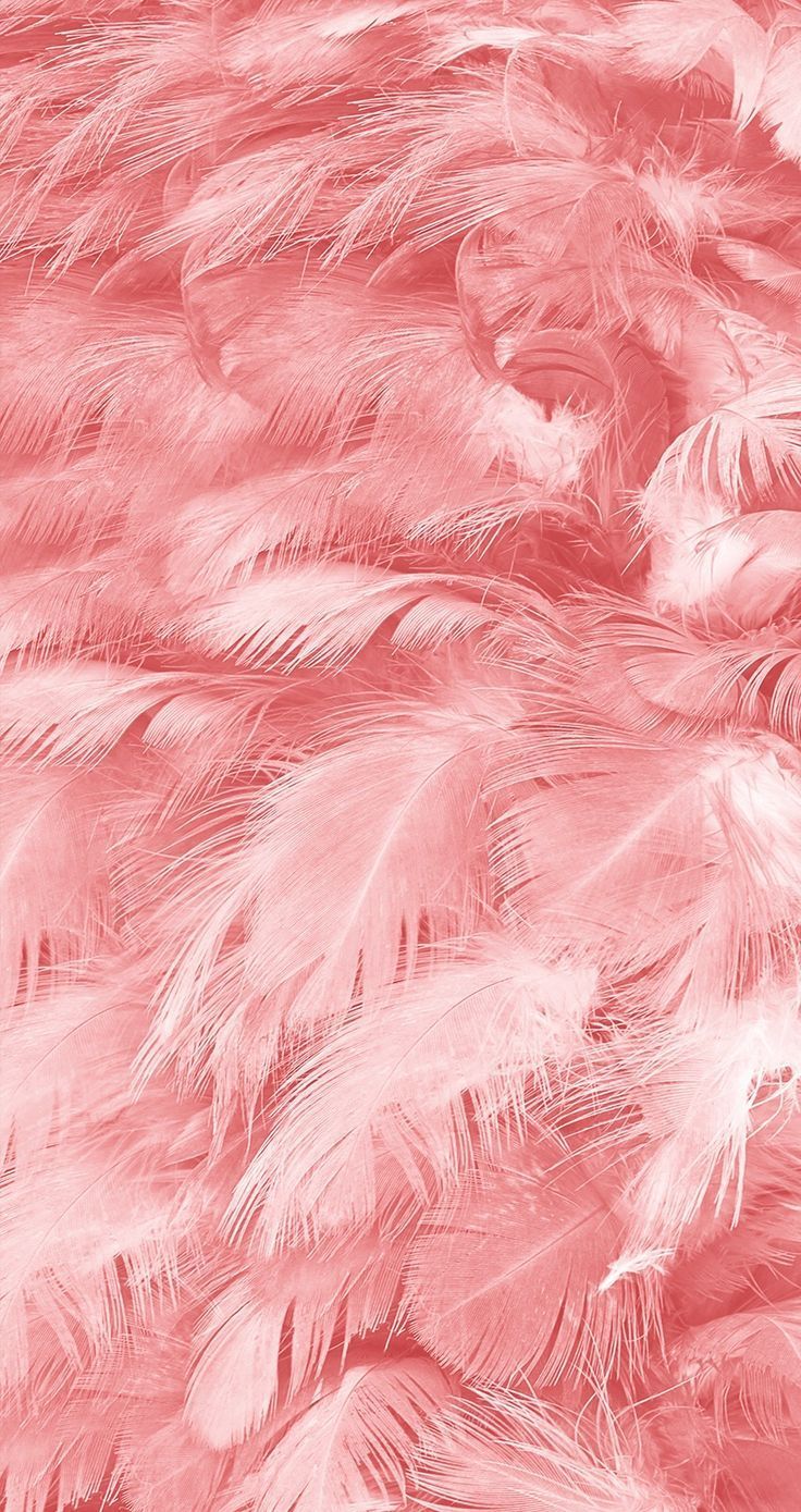 Feather Pink My Love For The Girl Named Gigi In