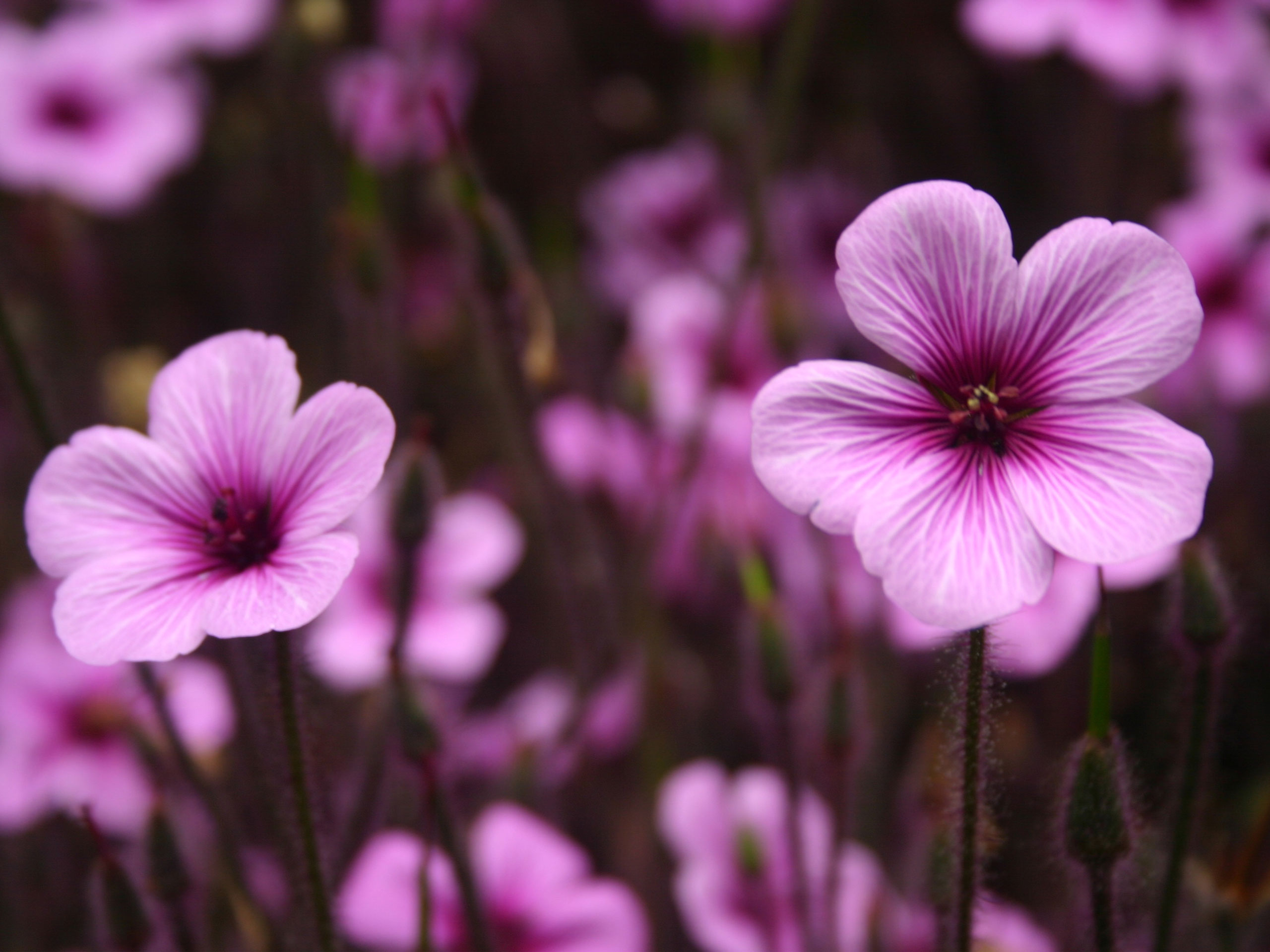 Purple Wallpaper Flowers